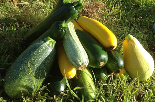 夏野菜